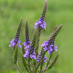 Blue Vervain